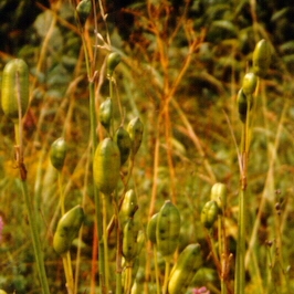 sibirska perunika